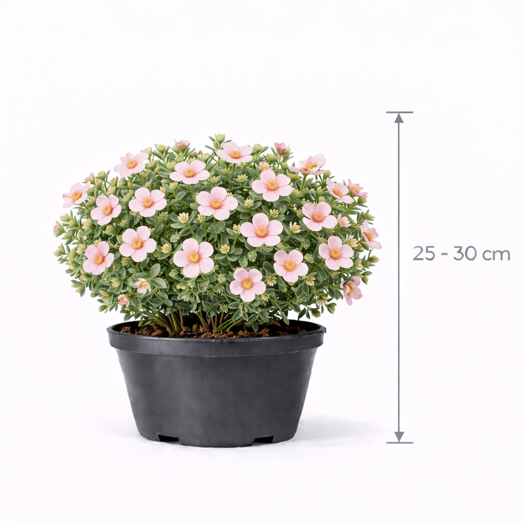 Potentilla frut. 'Lovely Pink' 25 - 30