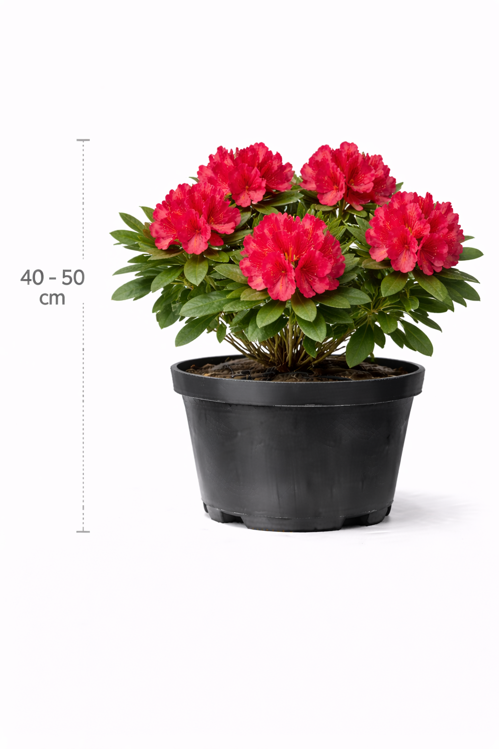 Rhodo (arbor.) 'Wilgen's Ruby' 40 - 50 C4
