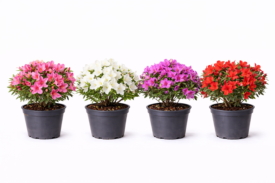 Azalea jap. in soorten - en var 30 - 40 C3