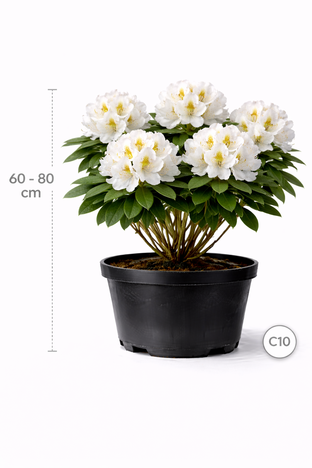 Rhodo (catawb.) 'Madame Masson' 60 - 80 C10
