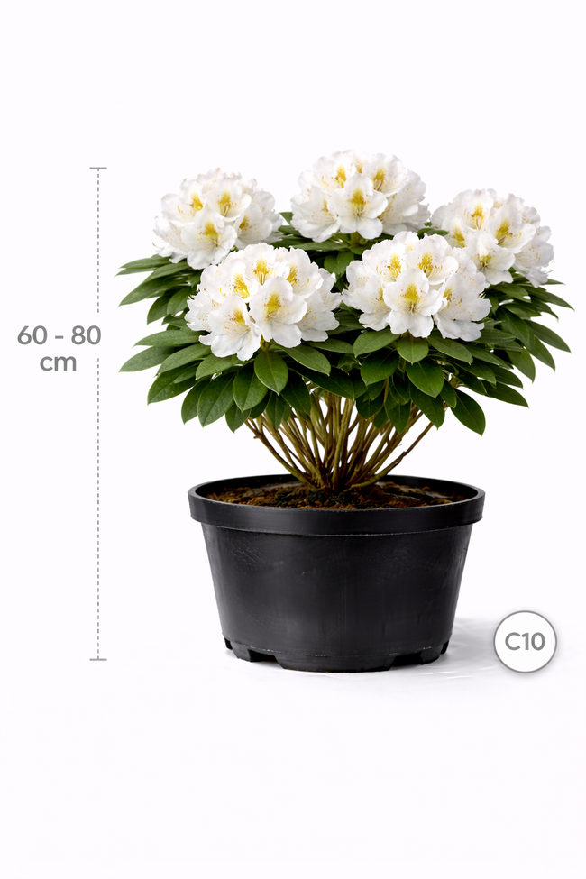Rhodo (catawb.) 'Madame Masson' 60 - 80 C10