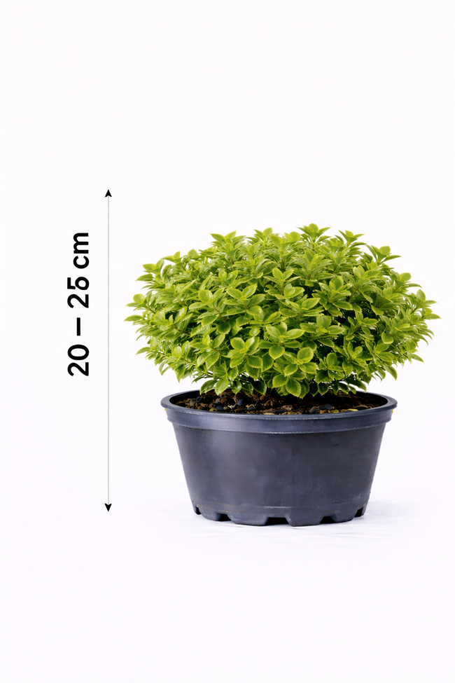 Euonymus fort. 'Minimus' 20 - 25