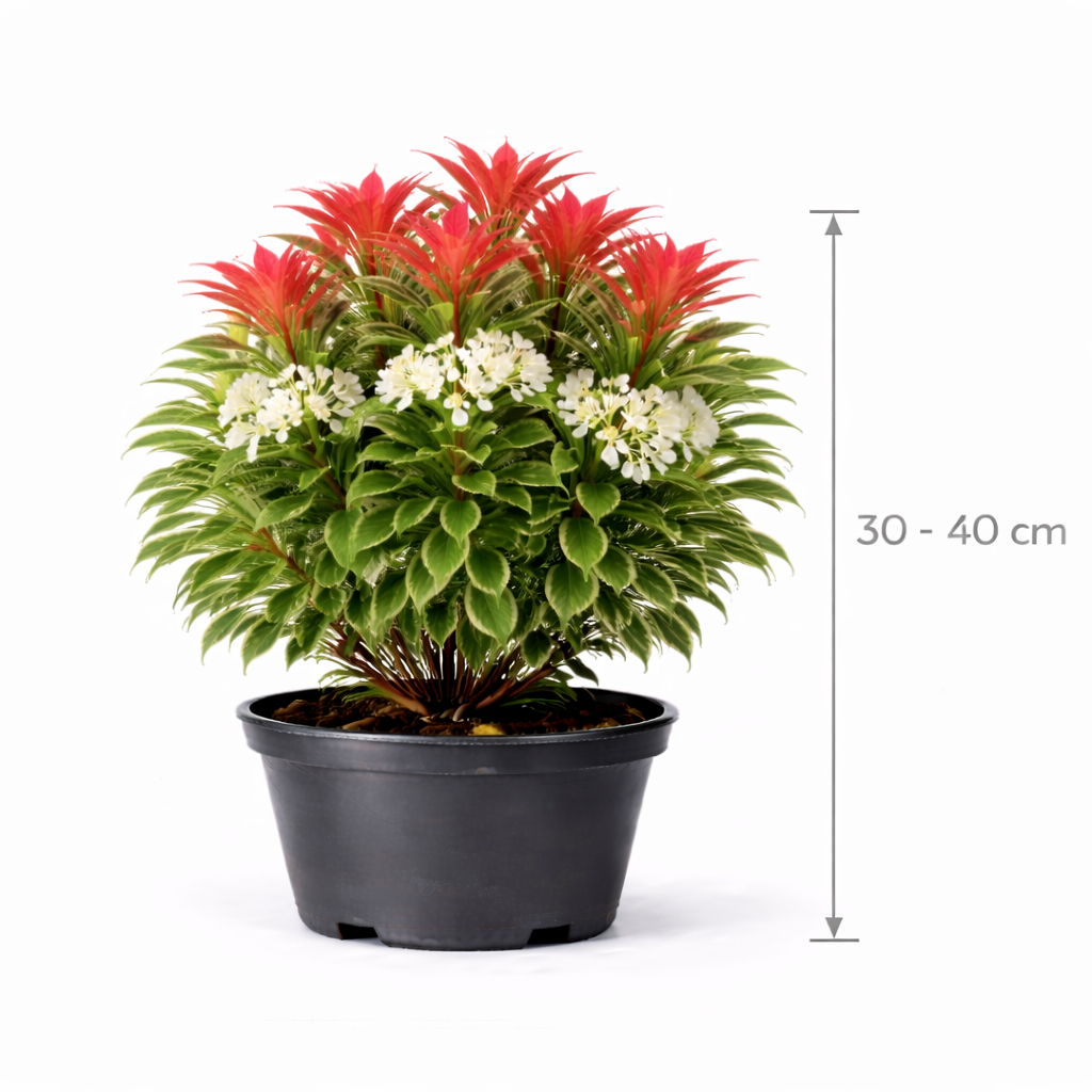 Pieris hybr. 'Forest Flame' 30 - 40 C5