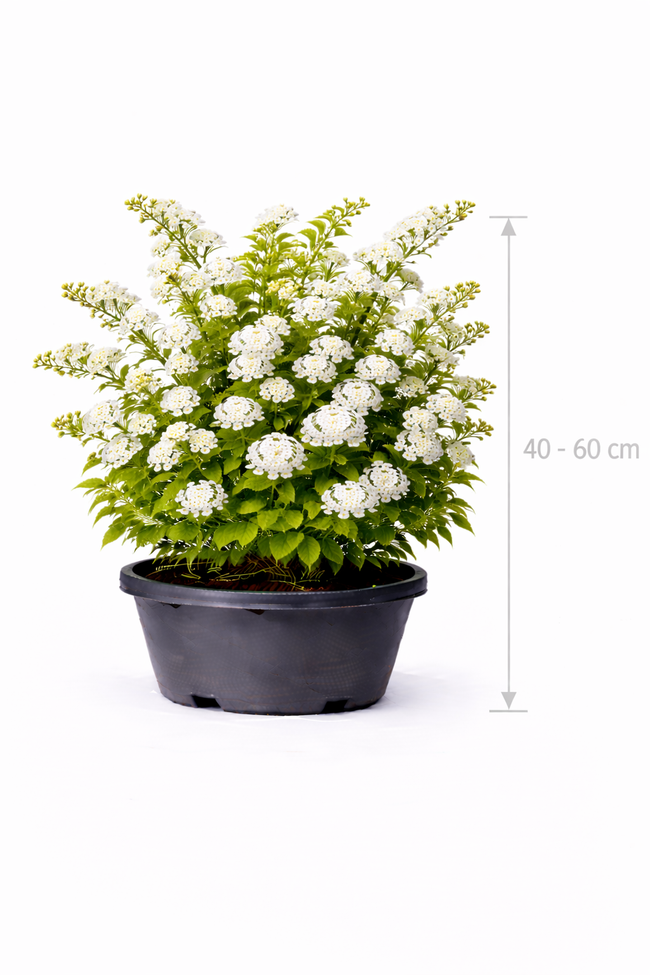 Spiraea prunifolia 40 - 60