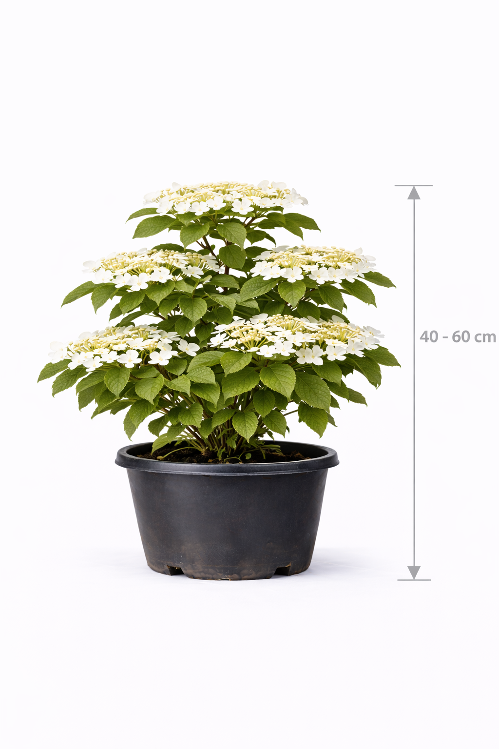 Viburnum plic. 'Tomentosum' 40 - 60