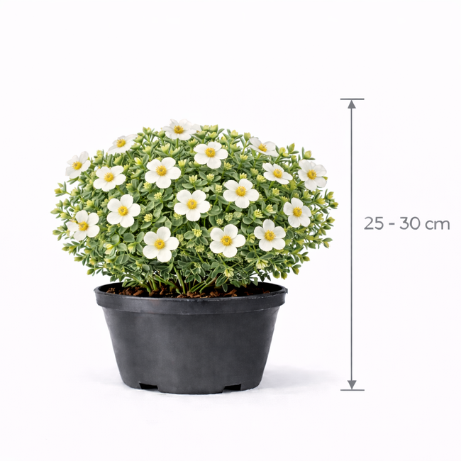 Potentilla frut. 'Princess' 25 - 30