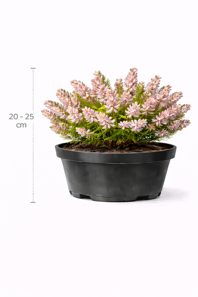Erica darleyensis roze 20 - 25