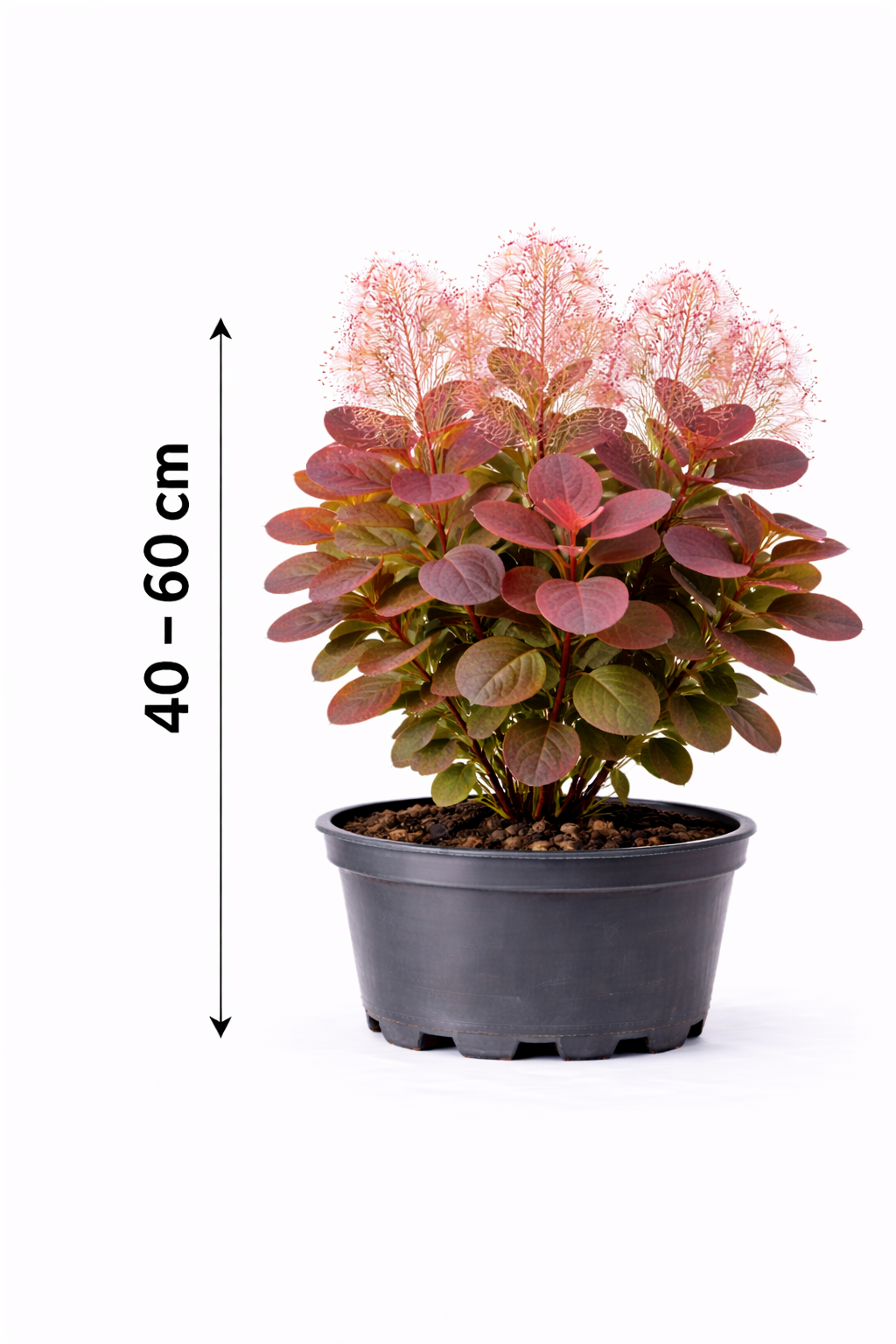 Cotinus dummeri 'Grace' 40 - 60