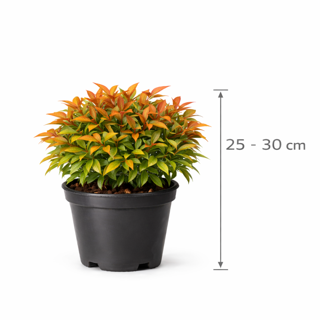 Nandina dom. 'Gulf Stream' 25 - 30
