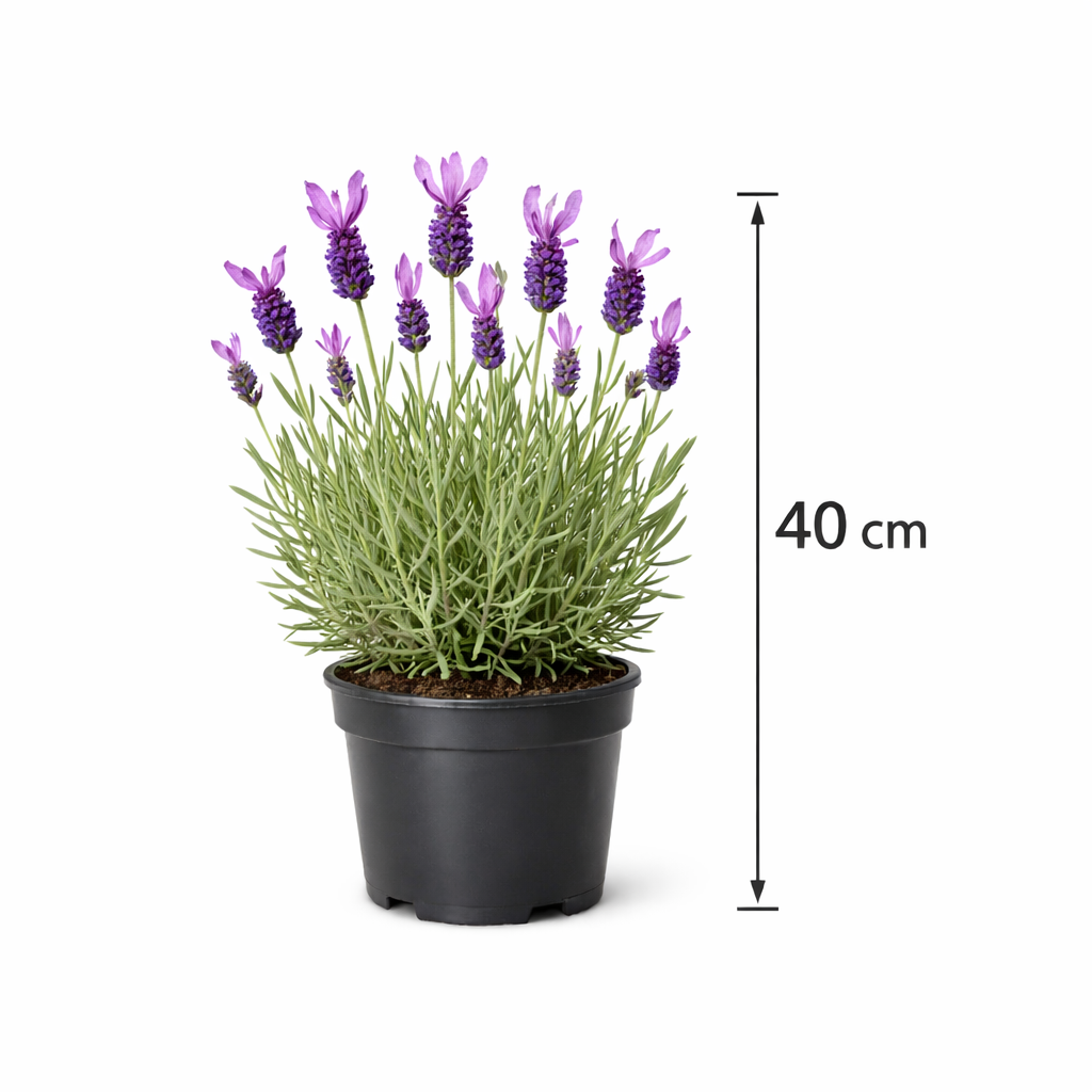 Lavandula stoech. 'Pedunculata'  C3