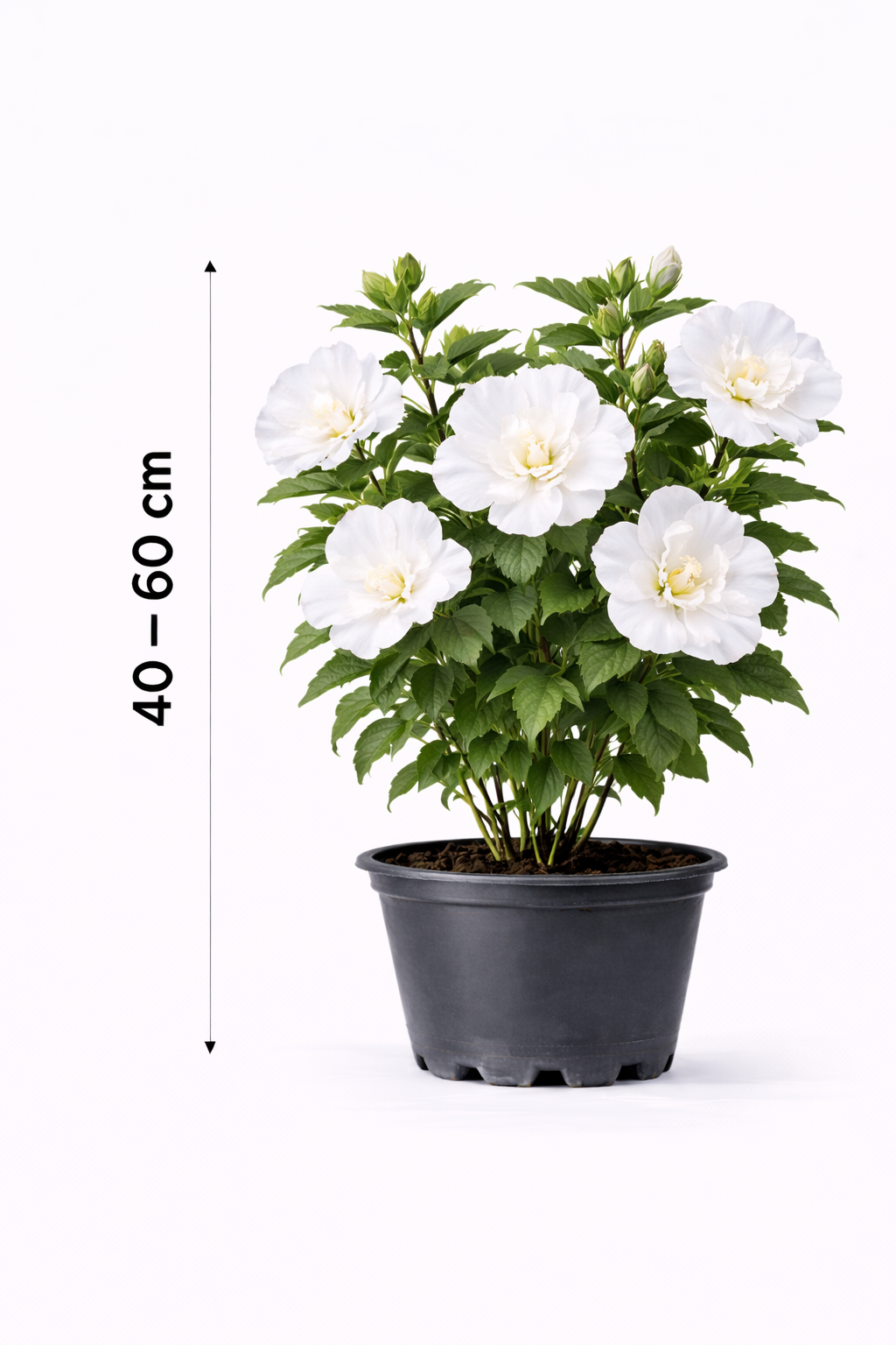 Hibiscus syr. 'White Chiffon' 40 - 60