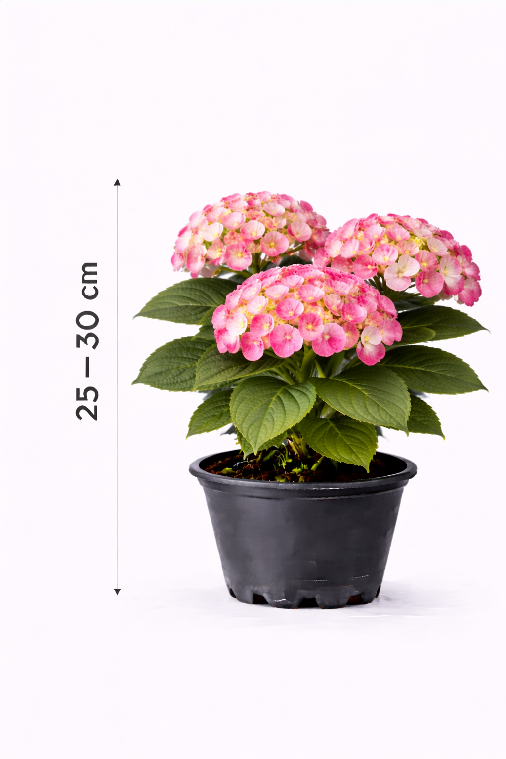 Hydrangea macr. 'King George Vll' 25 - 30