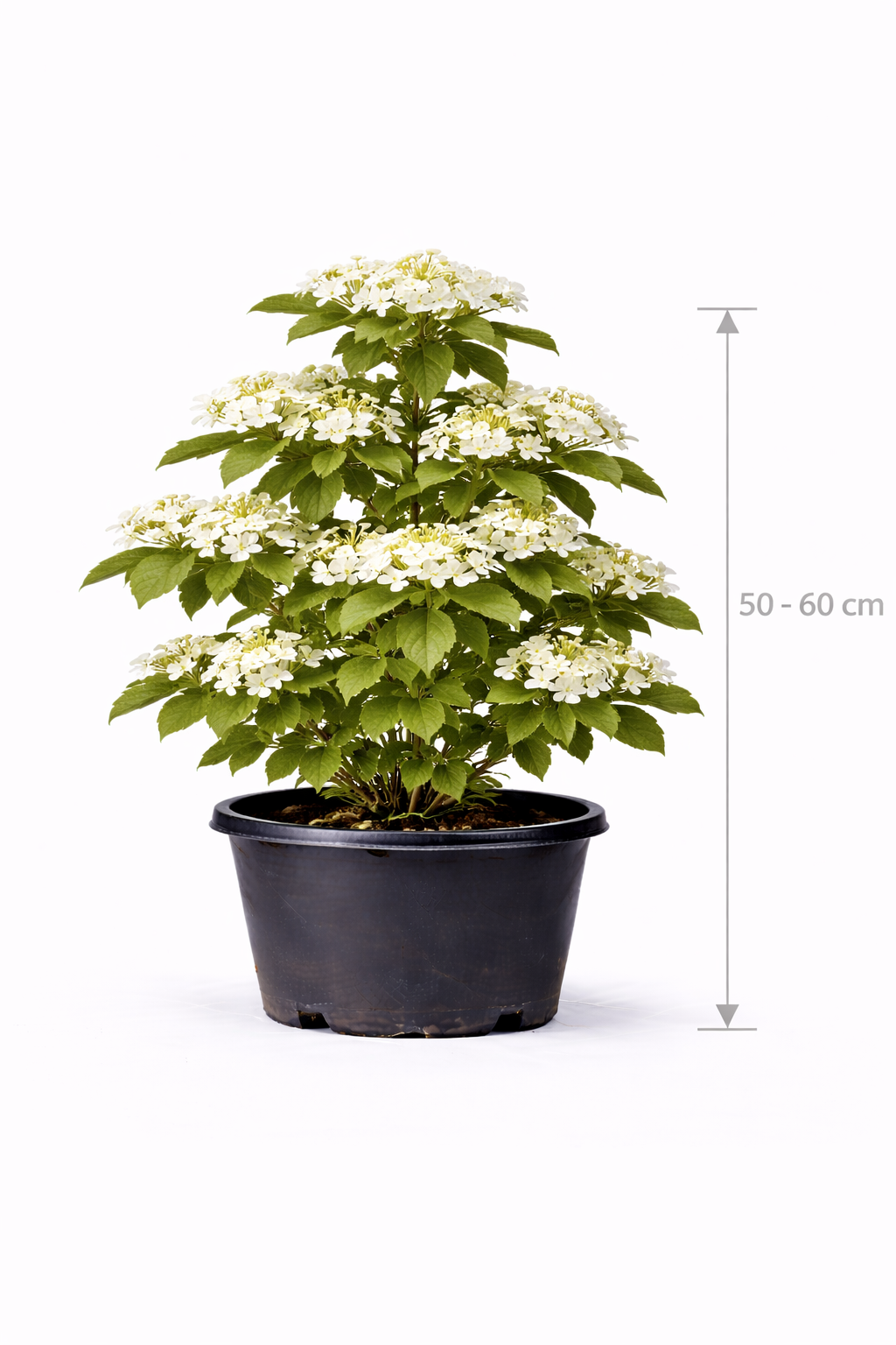 Viburnum plic. 'Kilimandjaro' 50 - 60