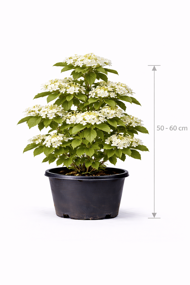 Viburnum plic. 'Kilimandjaro' 50 - 60