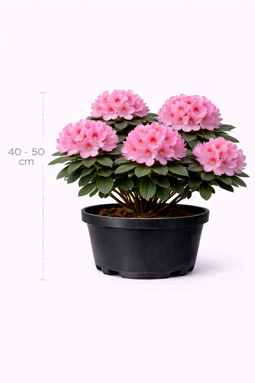 Rhodo (pont.) 'Roseum Elegans' 40 - 50 C4