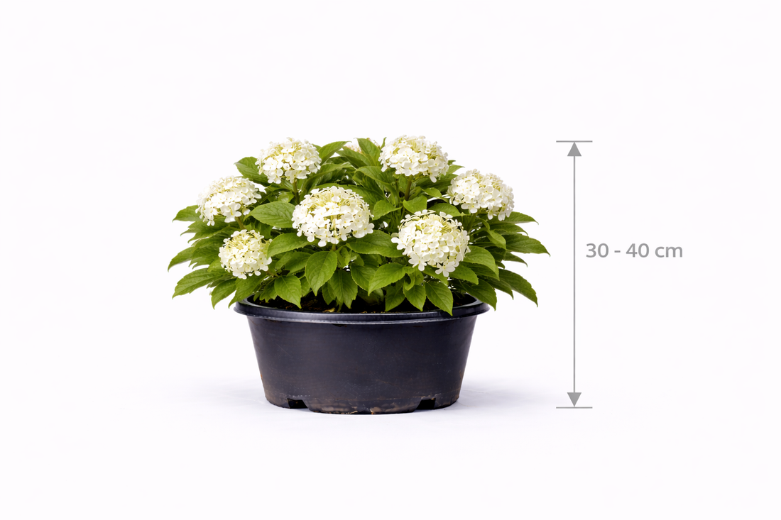 Viburnum op. 'Compactum' 30 - 40