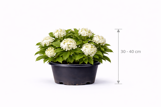 Viburnum op. 'Compactum' 30 - 40