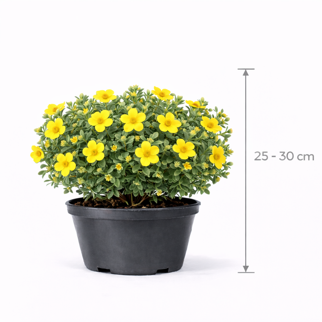 Potentilla frut. 'Goldfinger' 25 - 30