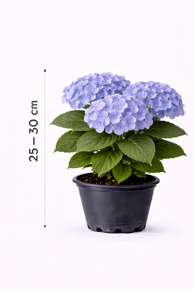 Hydrangea macr. 'Bodensee' 25 - 30