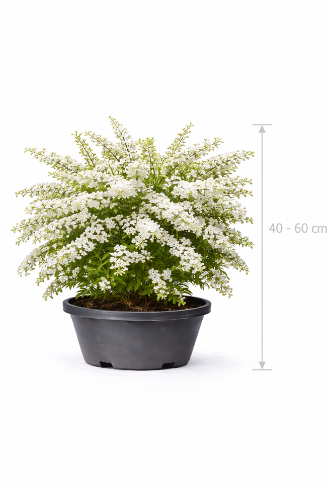 Spiraea arguta 40 - 60 C3
