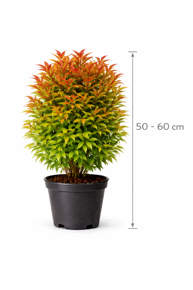 Nandina domestica 50 - 60 C5