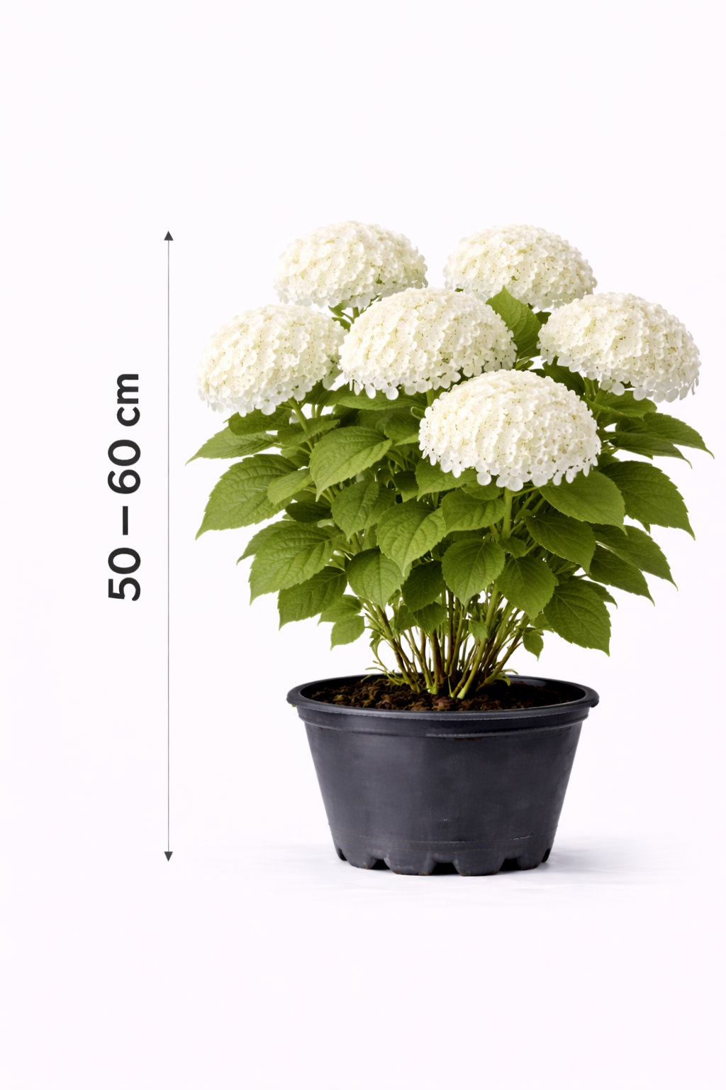 Hydrangea arb. 'Annabelle' 50 - 60