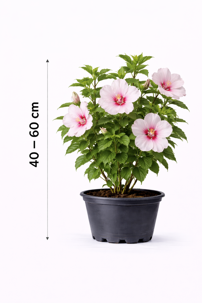 Hibiscus syr. 'Hamabo' 40 - 60