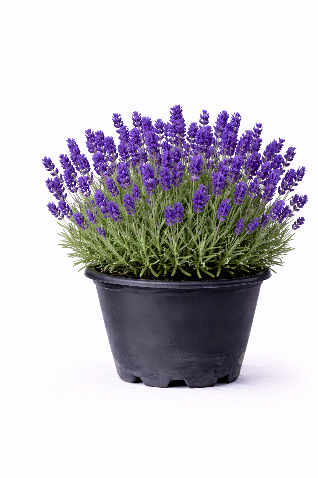 Lavandula ang. 'Hidcote' C3