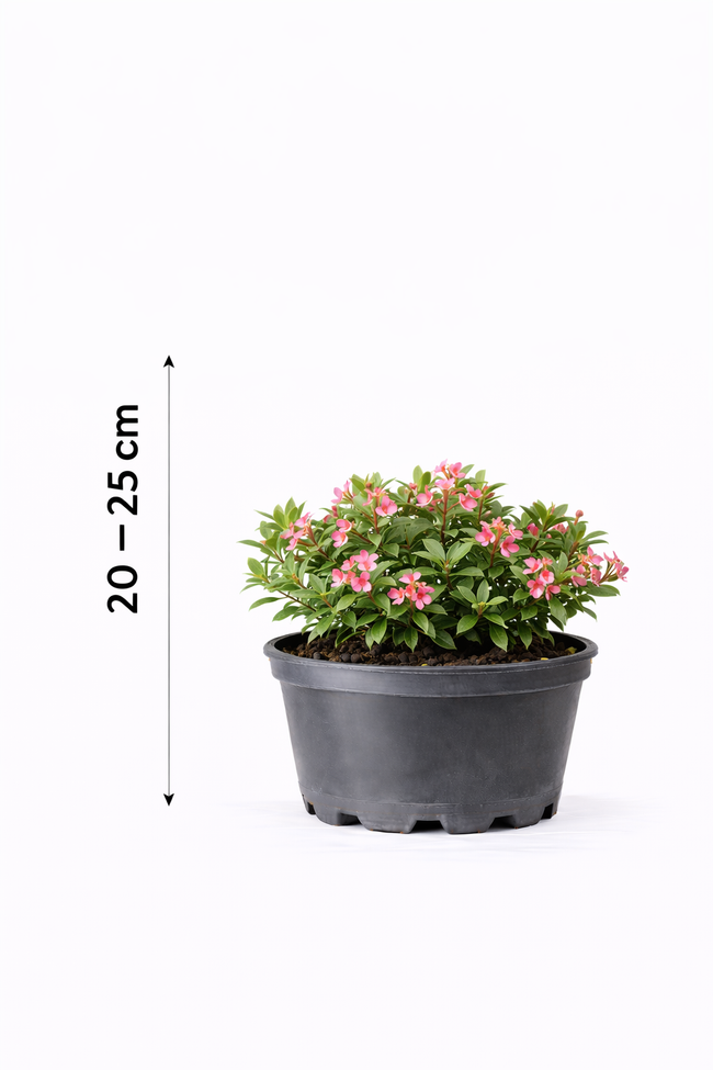 Escallonia hybr. 'Red Dream' 20 - 25