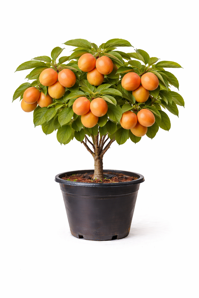 Prunus arm. 'Bergeron' struik c7.5