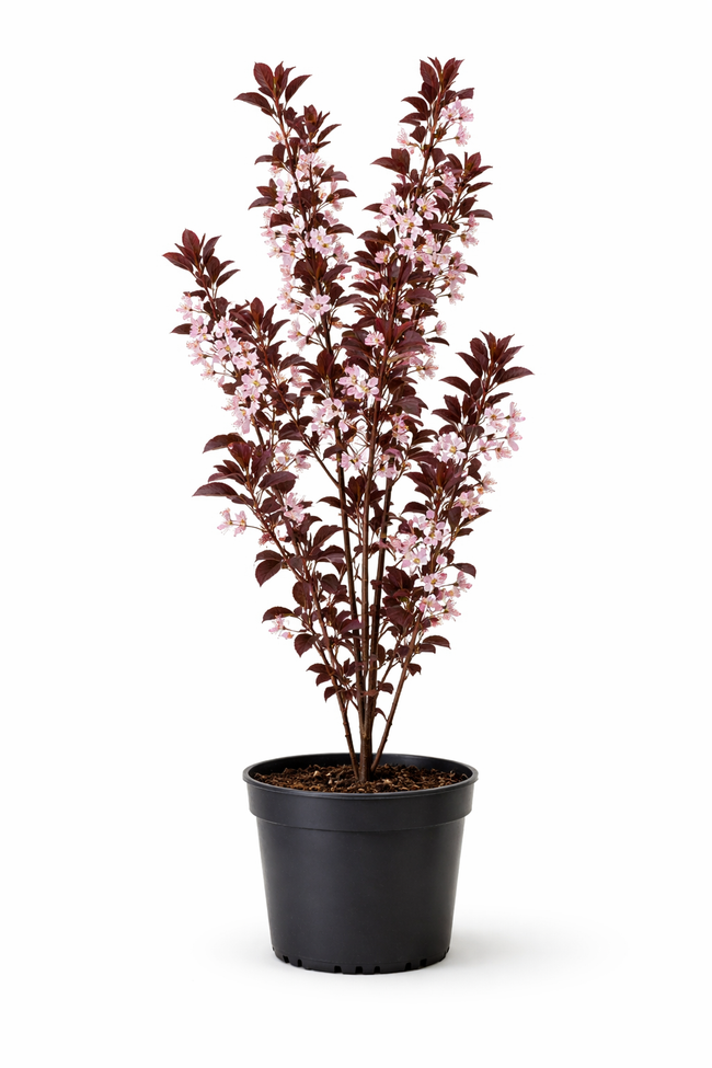 Prunus c. 'Jachim' 60 - 80