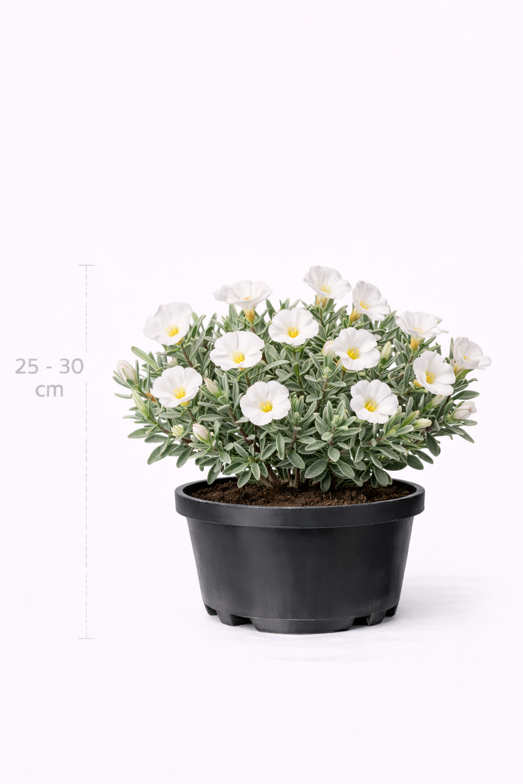 Convolvulus cneorum 25 - 30