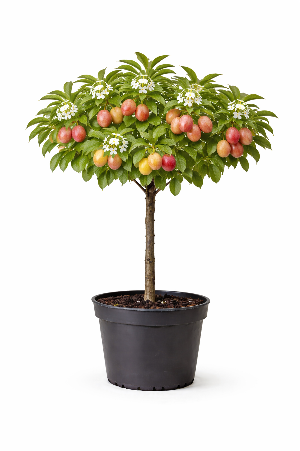 Prunus dom. 'Victoria' halfstam c7.5