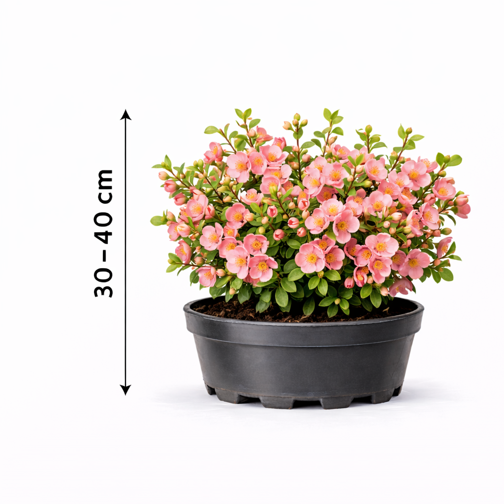 Chaenomeles sup. 'Pink Lady' 30 - 40