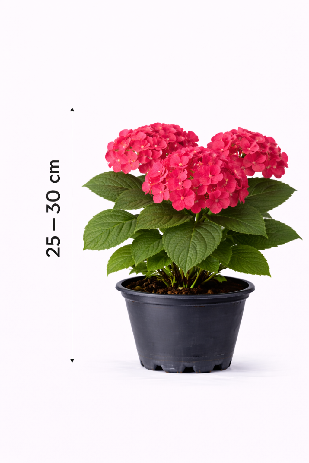 Hydrangea macr. 'Alpenglühen' 25 - 30