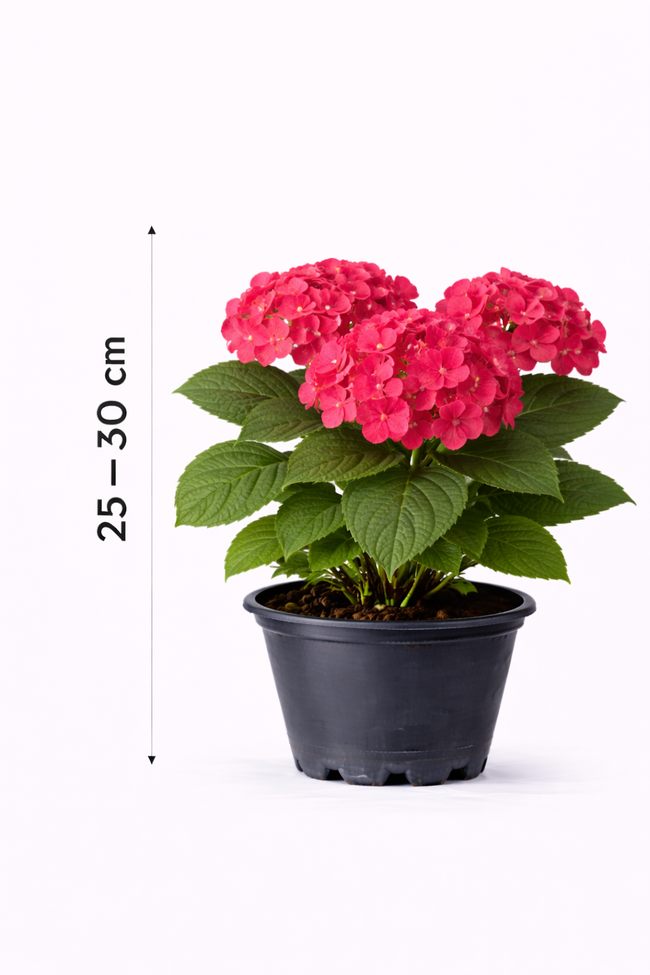 Hydrangea macr. 'Alpenglühen' 25 - 30