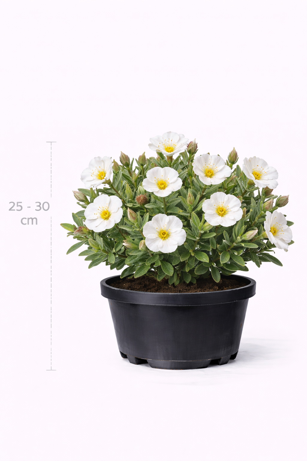 Cistus florentinus 25 - 30