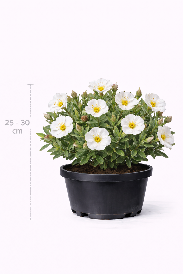 Cistus florentinus 25 - 30