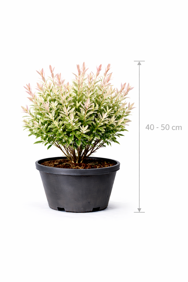Salix integra 'Hakuro Nishiki' 40 - 50