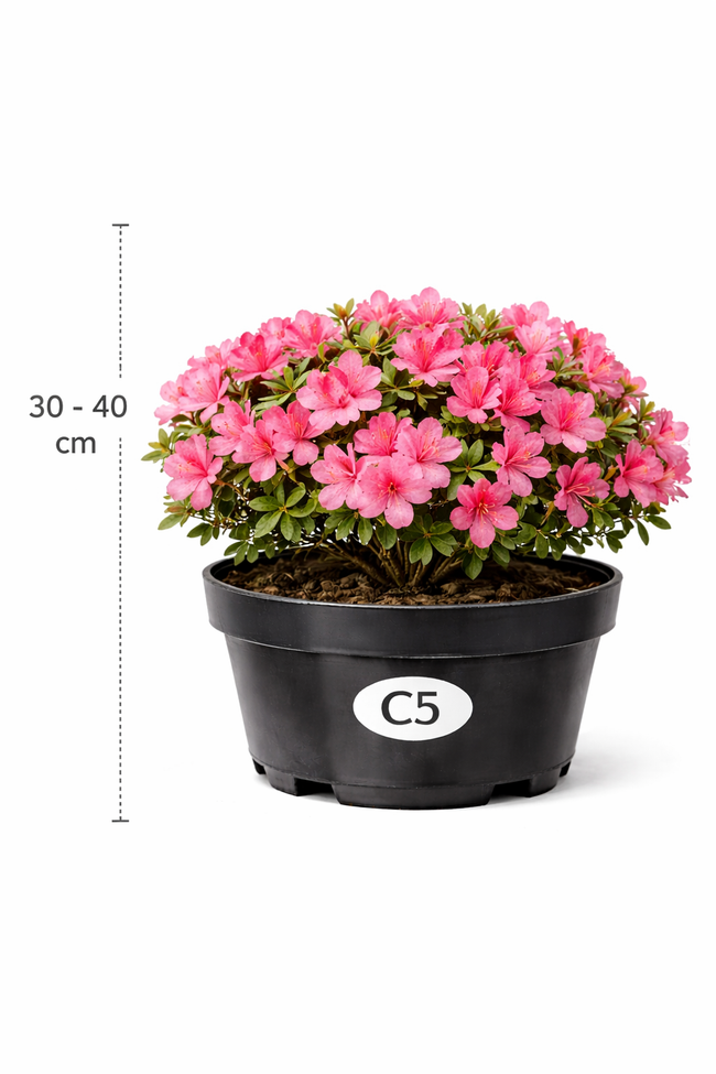 Azalea jap. roze 30 - 40 C3