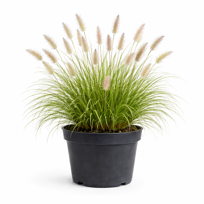 Pennisetum alopecuroides C3
