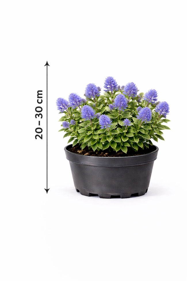 Ceanothus hybr. 'Blue Mound' 25 - 30