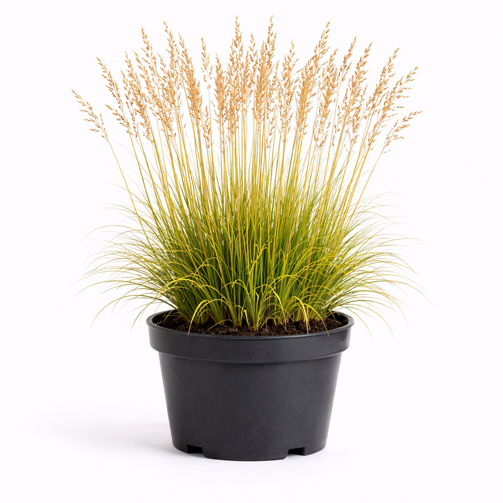 Molinia arund. 'Karl Foerster' C3