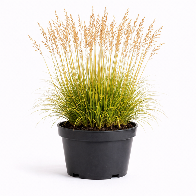 Molinia arund. 'Karl Foerster' C3
