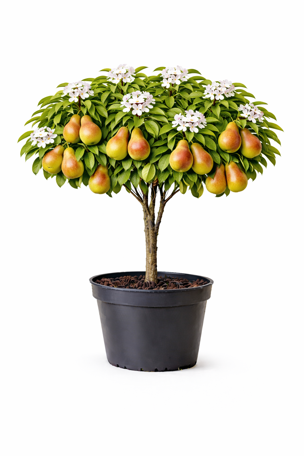 Pyrus comm. 'Bonne L. d' Avranches' halfstam c7.5