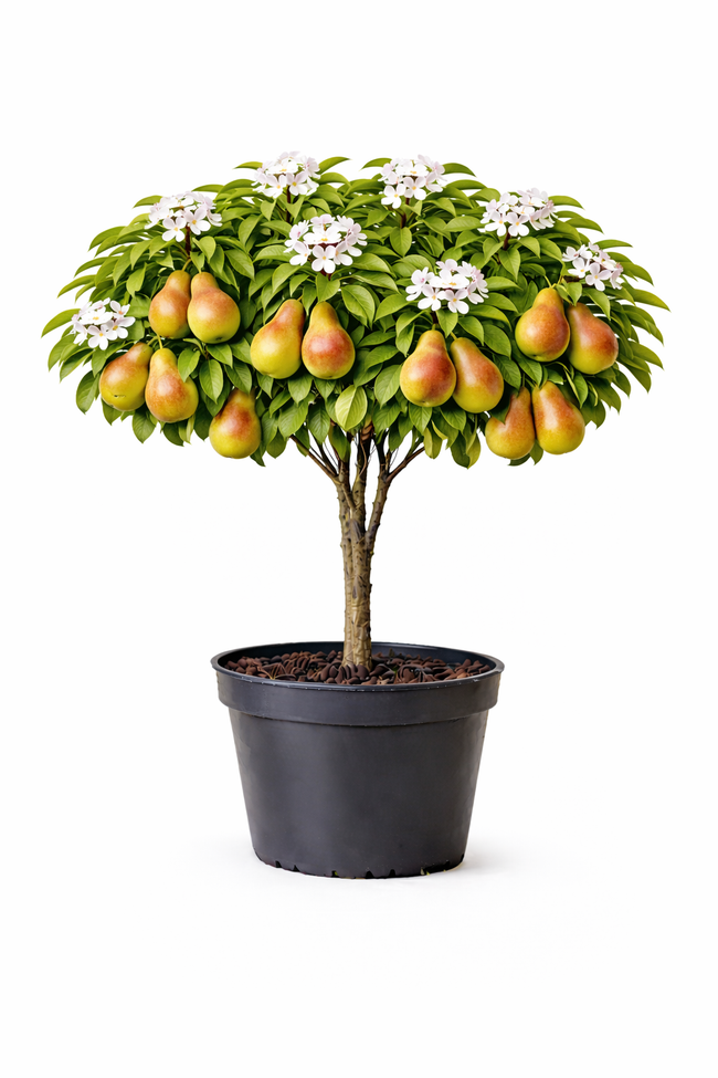 Pyrus comm. 'Bonne L. d' Avranches' halfstam c7.5