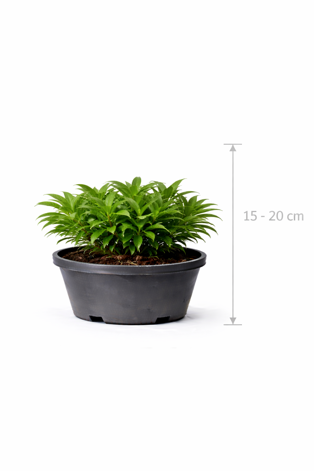 Sarcococca hook. 'Humilis' 15 - 20