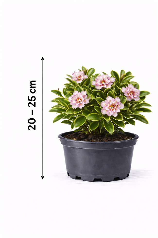 Daphne trans. 'Eternal Fragrance Pink' 20 - 25