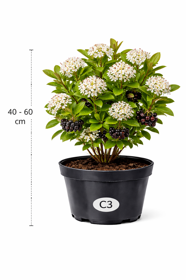 Aronia melanocarpa 40 - 60 C3