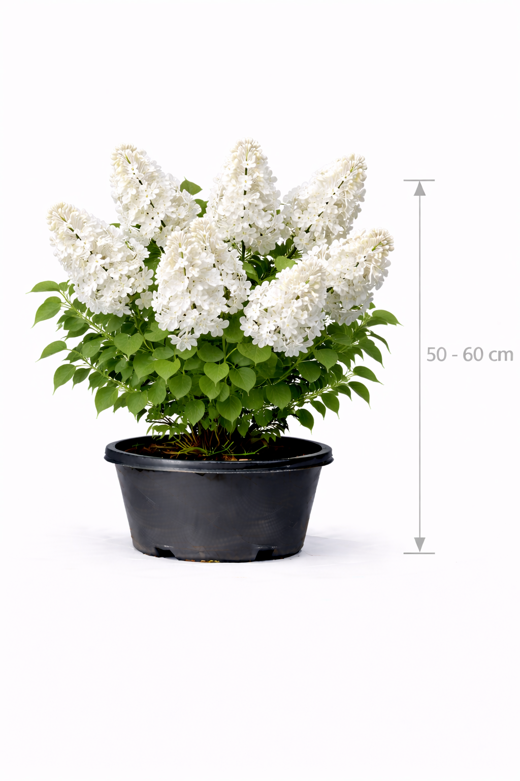 Syringa vulg. 'Mme Lemoine' 50 - 60